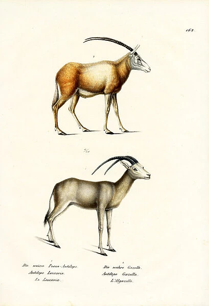Arabian Oryx, 1824 (colour litho)