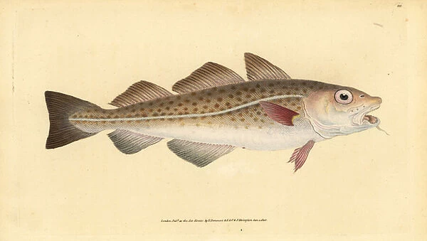 Atlantic cod or cod fish. Gadus morhua. Vulnerable. Handcoloured copperplate drawn and engraved by Edward Donovan from his Natural History of British Fishes, Donovan and F. C. and J. Rivington, London, 1802-1808