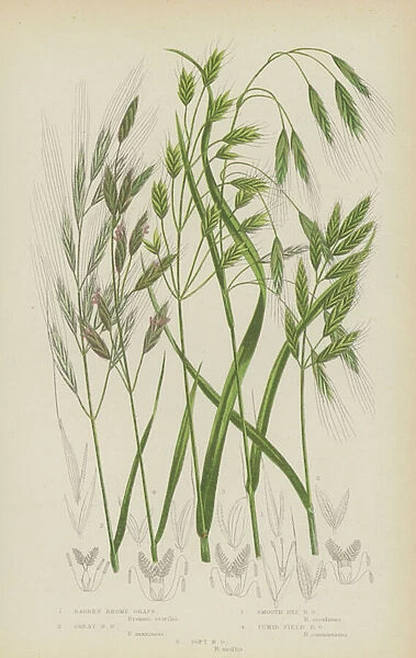 Barren Brome Grass, Great Brome Grass, Smooth Rye Brome Grass, Tumid Field Brome Grass, Soft Brome Grass (colour litho)