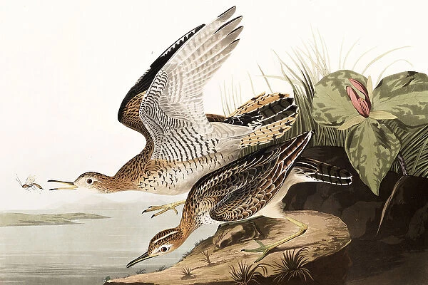 Bartram Sandpiper, Bartramia Longicauda, from 'The Birds of America'by John J