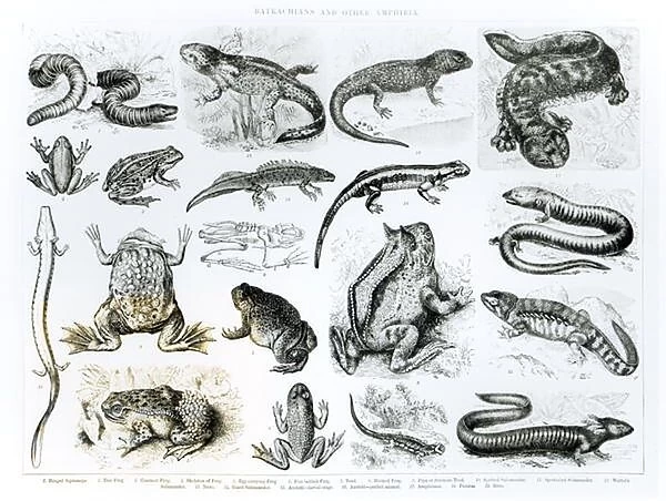 Batrachians and other Amphibia (litho) (b  /  w photo)