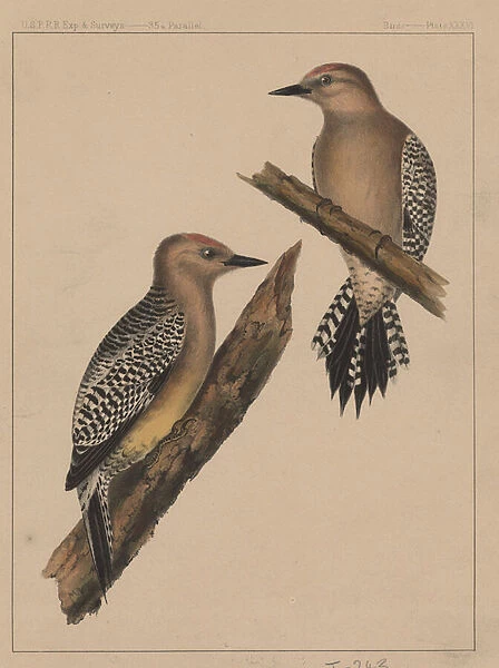 Birds, Plate XXXVI, 1855 (colour litho)