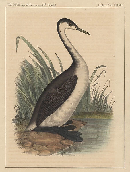 Birds, Plate XXXVIII, 1855 (colour litho)