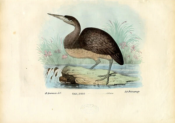Bittern, 1863-79 (colour litho)