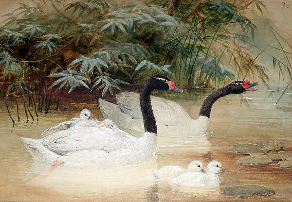 Black-necked swan (Cygnus nigricollis), 1852-54 (w  /  c on paper)
