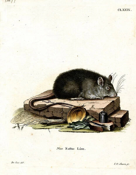 Black Rat (coloured engraving)