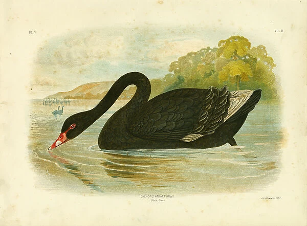 Black Swan, 1891 (colour litho)