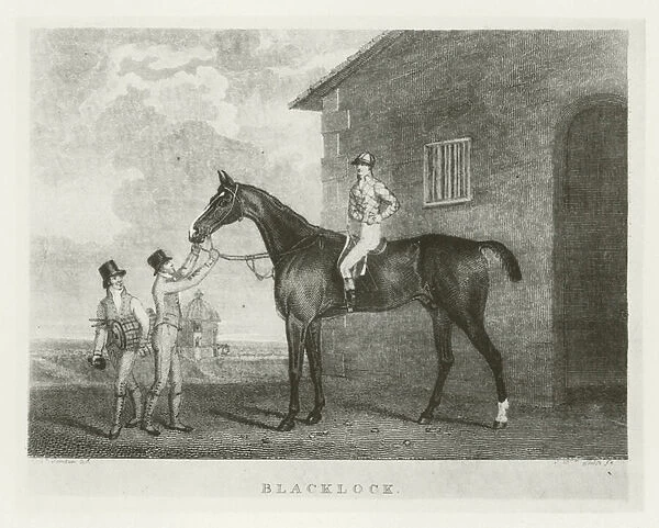 Blacklock, foaled 1814 (b  /  w photo)