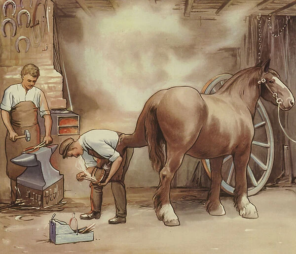 Blacksmith shoeing a horse (colour litho)