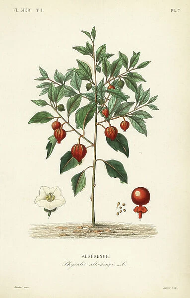 Bladder cherry or Chinese lantern, Physalis alkekengi, Alkekenge
