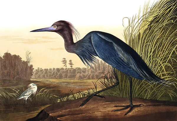 Blue Crane or Heron, Ardea Coerulea, from 'The Birds of America'by John J