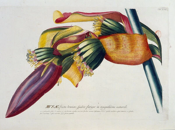 Botanical board: Bananas, branch. n. d. 19th century