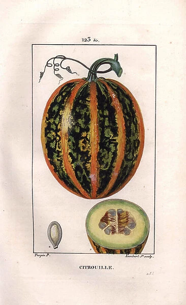 Botanical: pumpkin - Pumpkin, seed and section through fruit, pumpkin, Cucurbita pepo. Handcoloured stipple copperplate engraving by Lambert from a drawing by Pierre Jean-Francois Turpin from Chaumeton