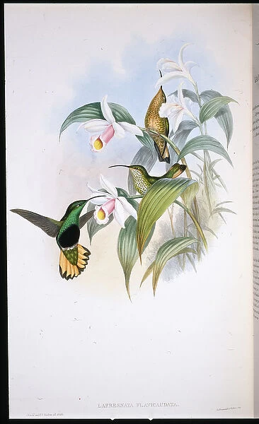 Buff-tailed Velvet-breast (Lafresnaya Flavicaudata) (hand-coloured litho)
