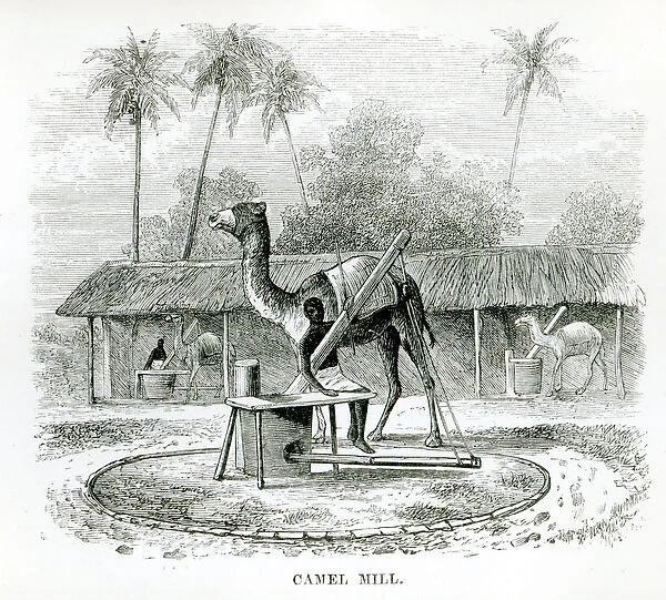 Camel Mill, from Travels in Africa by J. F Elton, 1879 (engraving) (b  /  w photo)