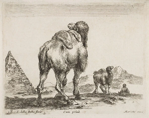 Camel viewed from behind, pub. 1641 from Diversi Animali (etching)