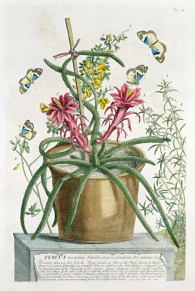 Cereus Minimus, c. 1745 (coloured litho)