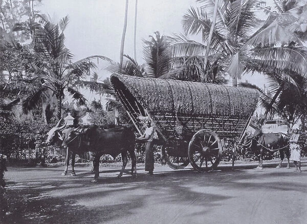 The Ceylon Mode of Transport, Double Bullock Cart (b  /  w photo)