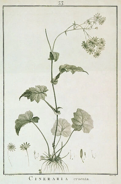 Cineraria Cruenta, from Sertum Angelicum, published 1788 (coloured engraving)