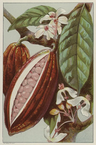 Cocoa flowers and pods, showing inside of a pod (chromolitho)
