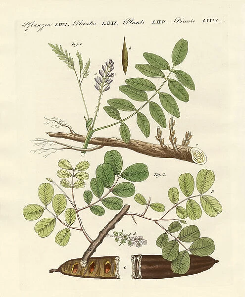 Commercial plants (coloured engraving)