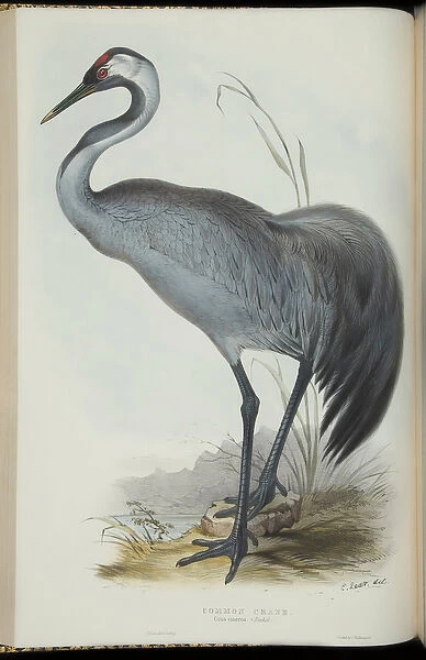 Common Crane, from The Birds of Europe by John Gould, 1837 (colour litho)