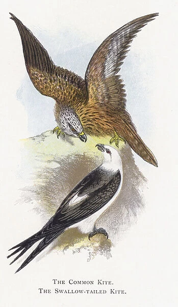 The Common Kite, The Swallow-tailed Kite (chromolitho)