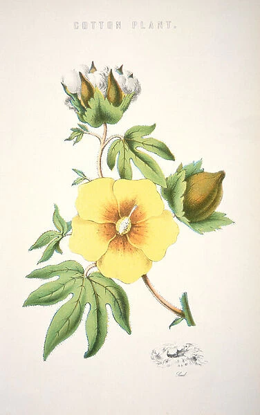 A cotton plant (colour litho)