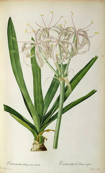 Crinum Americanum, from Les Liliacees, 1805-16 (coloured engraving)