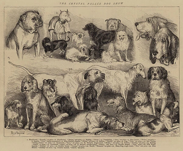The Crystal Palace Dog Show (engraving)