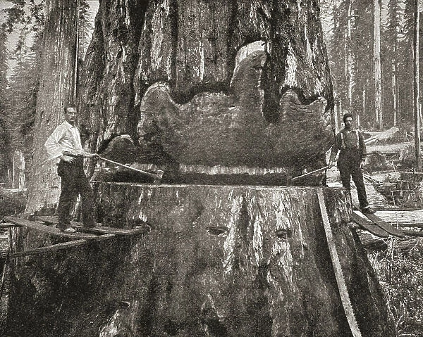 Cutting down a giant California Redwood tree in the late 19th century. From The Strand Magazine published 1897