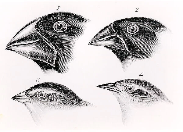 Darwins bird observations (litho) (b  /  w photo)