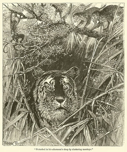 'Disturbed in his afternoons sleep by chattering monkeys'(engraving)