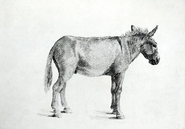 Donkey 1766 (pen and ink on paper) (b  /  w photo)