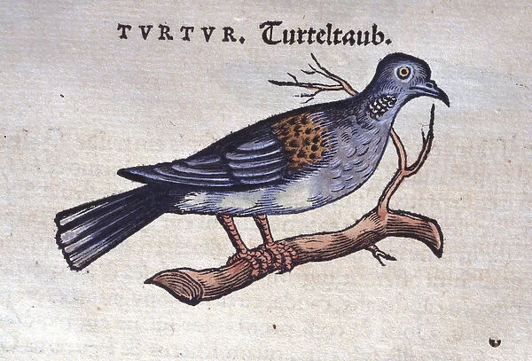 The dove - from Historiae animalium by Konrad Gesner, Tiguri, 1555. Bibl