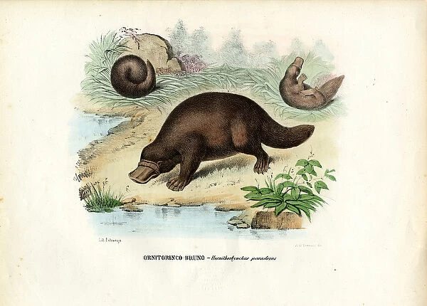 Duck-Billed Platypus, 1863-79 (colour litho)
