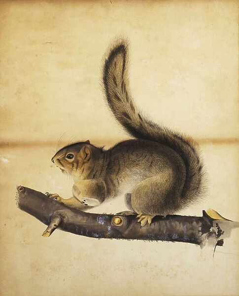 Eastern Grey Squirrel in Full Winter Coat, c. 1840s (pen and black ink