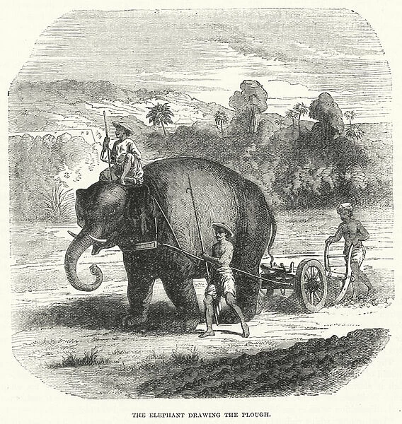 The Elephant drawing the Plough (engraving)