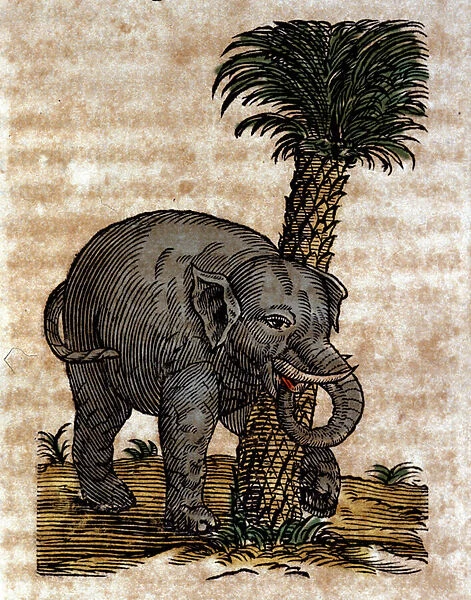 An elephant rubbing against a palm tree trunk Engraving from a work by Athanasius Kircher