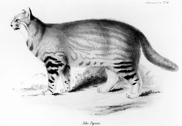 Felis Pajeros, plate 9 from Zoology of the Voyage of the Beagle: Mammals
