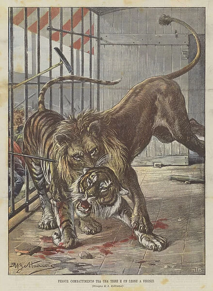 Fierce Fight Between A Tiger And A Lion In Florence (Colour Litho)