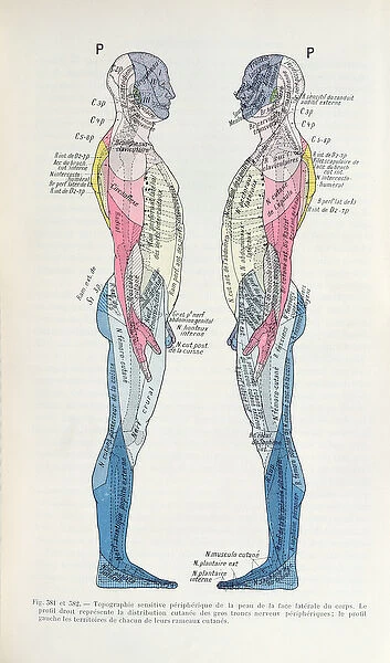 Fig. 381 & 382 The nervous system, from Semiologie des Affections du System