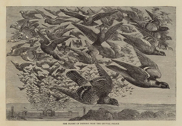 The Flight of Pigeons from the Crystal Palace (engraving)