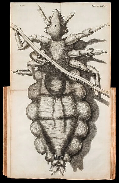 Foldout illustration of a louse on a strand of hair from Micrographia