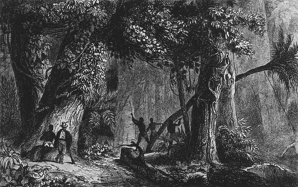 Forest Opening from Bresil, Columbie at Guyanes, by Ferdinand Denis and Cesar Famin 1839