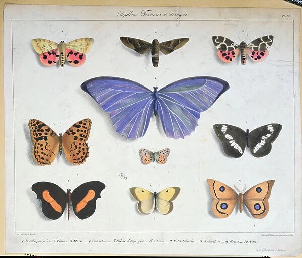 French and foreign butterflies, engraved by Villain, c. 1830-40 (colour litho)