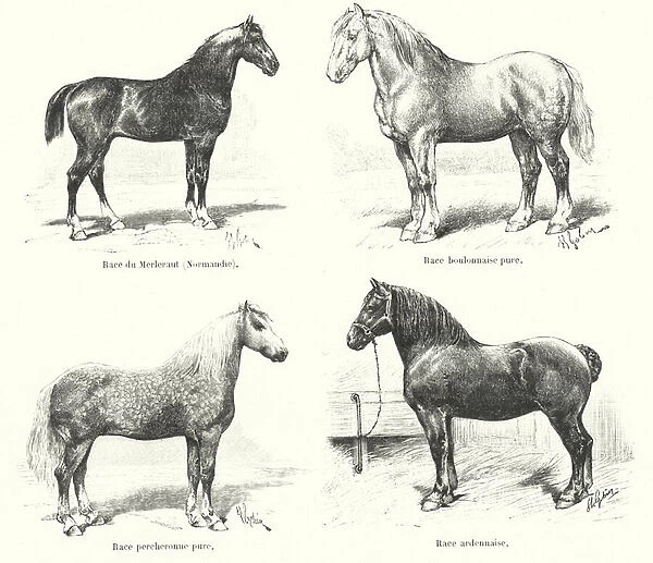 Four French horse breeds: Merlerault, Boulonnaise, Percheronne, Ardennaise (engraving)