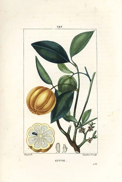 Garcinia gummi gutta or Malabar Tamarinier, Gambooge, Brindall Bay - Gum guttae tree, Cambogia gutta, with fruit, leaf, flower and fruit in section. Handcoloured stipple copperplate engraving by Lambert Junior from a drawing by Pierre Jean-Francois