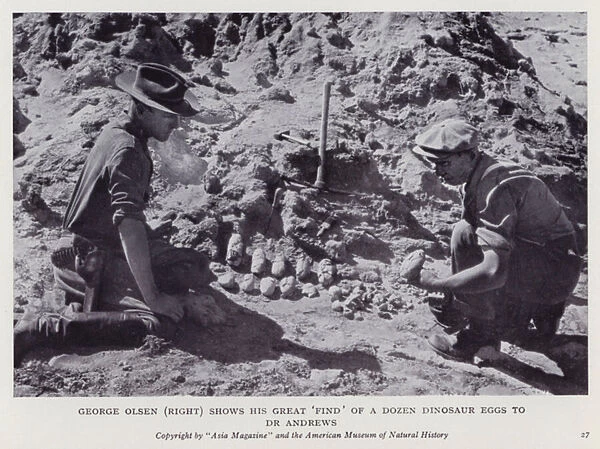 George Olsen (right) shows his great find of a dozen dinosaur eggs to Dr Andrews (b  /  w photo)