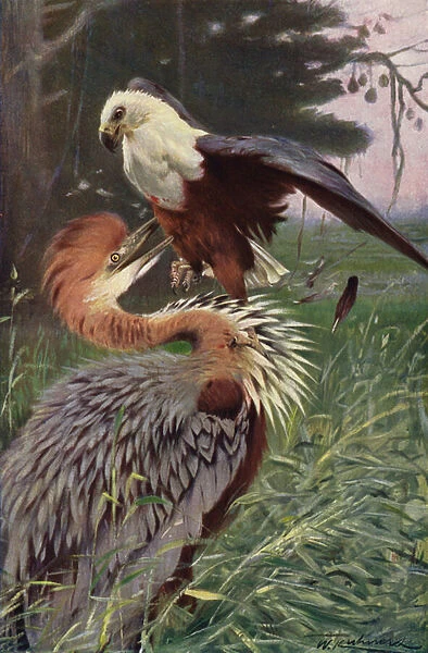 Giant Heron and Sea Eagle (colour litho)